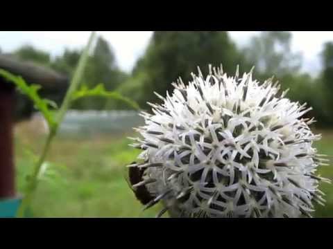 Видео: Супер медонос мордовник шароголовый. "Как цветет мордовник шароголовый"