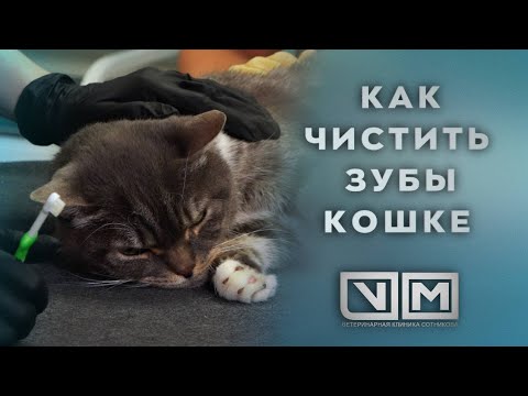 Видео: Как чистить зубы кошке