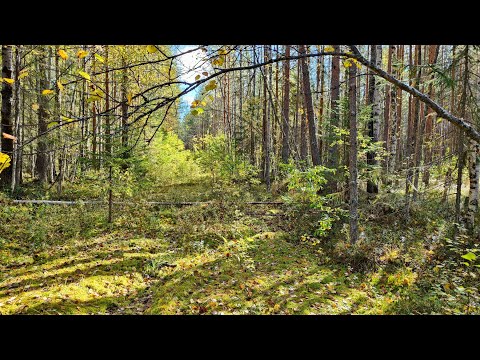 Видео: Осенняя охота.Вырубают лес на охотничьих местах