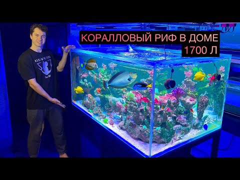 Видео: ОБЗОР РЫБЫ В РИФОВОМ АКВАРИУМЕ