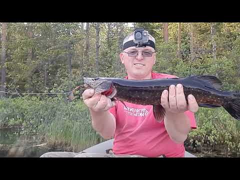 Видео: Рыбалка оз. Крупино, Курбозеро, р. Колпь - 31.05 -01.06.2024