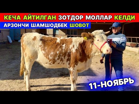 Видео: АРЗОНЧИ ШАМШОДБЕКНИ МОЛЛАРИ КЕЛДИ ШОВОТ 11-ноября 2025 г.