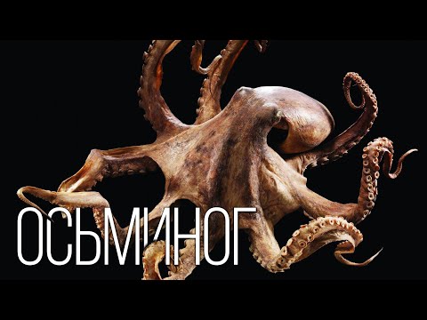 Видео: Осьминог: Мимикрирует и "видит" руками | Интересные факты про морских обитателей