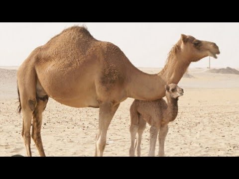Видео: Ауыл тіршілігі, Жансаядан видео