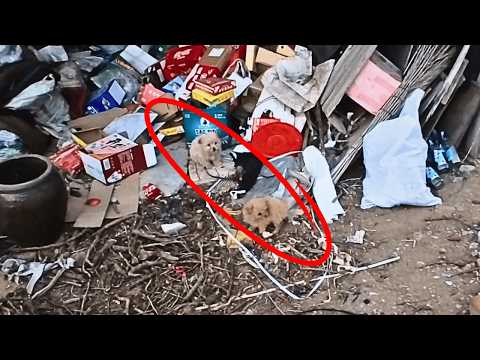 Видео: Два бездомных щенка, брат и сестра, прячутся в травяном шалаше, вместе несмотря на голод и холод.