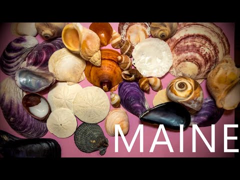 Видео: Каково это — заниматься лодочной станцией в штате МЭЙН — как раз к ЛЕТУ!
