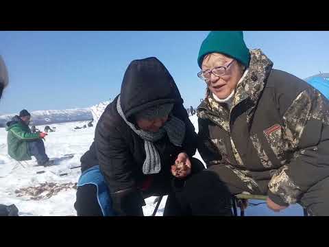 Видео: Рыбалка в Советском / ловля наваги / 16 февраля 2025 года