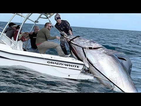 Видео: Удивительный самый быстрый навык ловли гигантского синего тунца - Потрясающая большая ловля на море