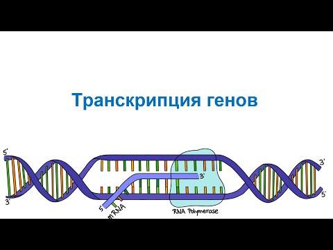 Видео: Транскрипция у эукариот и прокариот. Центральная догма молекулярной биологии. Часть 3