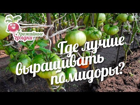 Видео: Где лучше выращивать помидоры: в открытом грунте или теплице? #urozhainye_gryadki