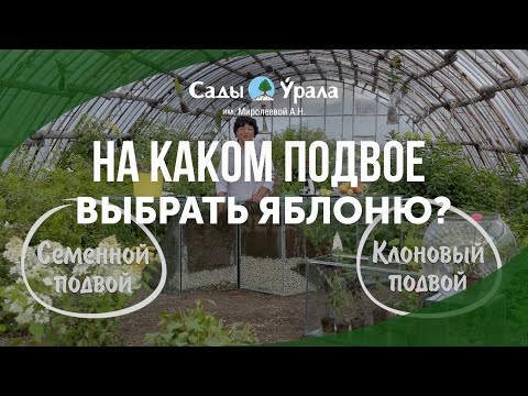 Видео: Микросад - подвой: клоновый или семенной. Какой выбрать? Лаборатория Питомника Сады Урала