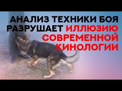 Видео: Бой собаки с человеком разрушает иллюзию современной кинологии. Dog-human fighting technique.