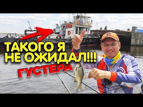 Видео: Рыбалка на фидер в городе. На точке у Дяди Фёдора крупная густера, плотва и... Баржа!!!