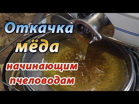 Видео: Откачка мёда на моей пасеке. Время и сроки откачки мёда. Начинающим пчеловодам.