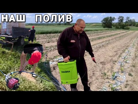 Видео: Вирощування кавунів. Перші підживлення. Як ми поливаємо поле !?