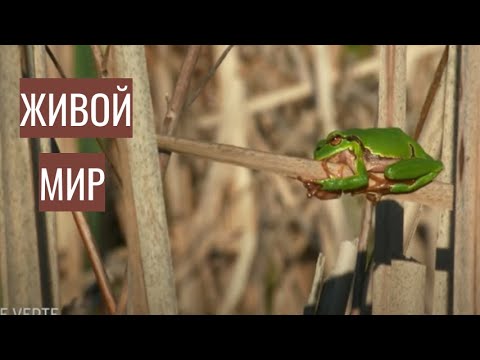 Видео: 👨‍👨‍👧‍👧 О КРАСОТЕ И ХРУПКОСТИ ЖИВОЙ ПРИРОДЫ! Живой мир. Cемейный фильм.