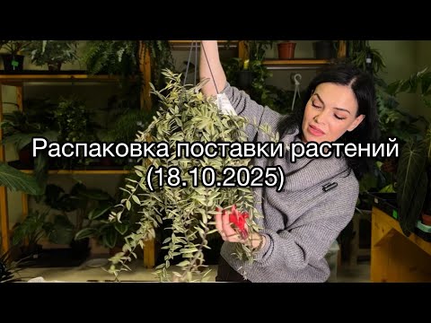 Видео: ОБЗОР ПОСТАВКИ🌱Распаковка растений из Голландии ( 18.10.2025)