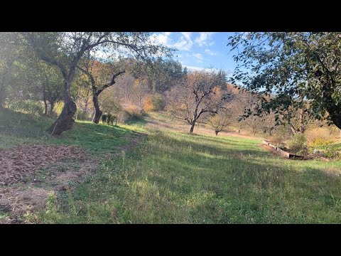 Видео: Перетворюємо цілину у родючу грядку без перекопування #огород #грядки #компост