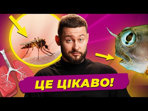 Видео: Міф про укуси комарів, заразність позіхання (навіть у риб), пересадка легень