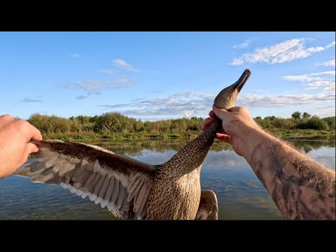Видео: Охота на утку осень 2023. Первый выезд на болотоход. Видео для друзей.