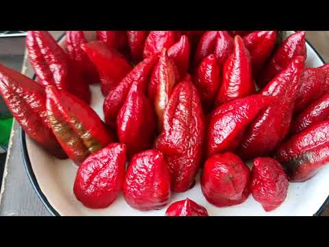 Видео: Пипер К.К. за пълнене и сушене.