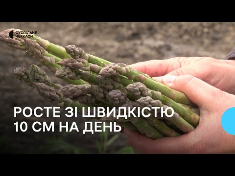 Видео: Сезон спаржі на Черкащині розпочався раніше: щодня збирають по 500 кг урожаю