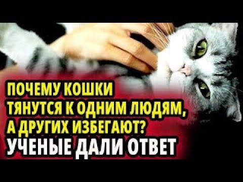 Видео: УЧЕНЫЕ ВЫЯСНИЛИ  ПОЧЕМУ КОШКИ ТЯНУТСЯ К ОДНИМ ЛЮДЯМ, А ДРУГИХ КАТЕГОРИЧЕСКИ ИЗБЕГАЮТ