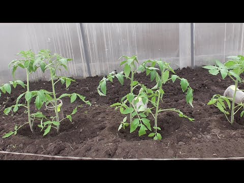 Видео: ВЫСАДКА ТОМАТОВ В ТЕПЛИЦУ (СО ВСЕМИ ПОДРОБНОСТЯМИ). Ольга Чернова.