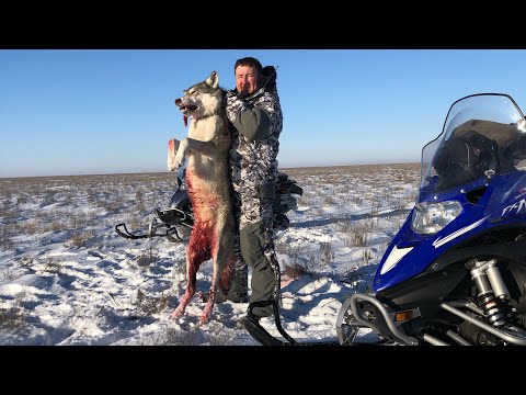 Видео: ПОКА ЗАГОНЯЛ, ЕГО ОБОДРАЛИ! охота на волка hunting wolves