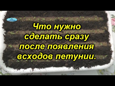 Видео: Появились всходы петунии? Срочно делаем ТАК!