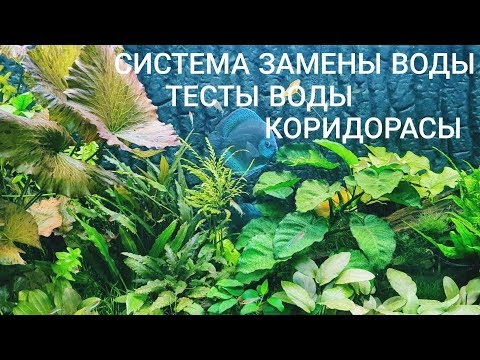 Видео: Тесты воды, замена воды, коридорасы. Аквариум большого размера 250×60×50 на 750 литров. Часть 32