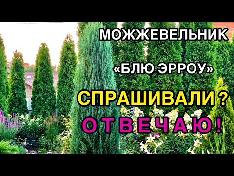 Видео: 🌲Можжевельник скальный «Блю Эрроу»❓ВОПРОС-ОТВЕТ✅ Посадка/Уход/Укрытие на зиму/Почва/