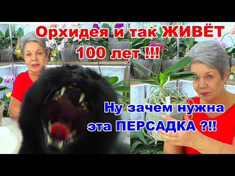 Видео: Почему Орхидея Пинк Дрим может жить 100 лет.  Но корни, за 100 лет, она поменяет 40 раз!