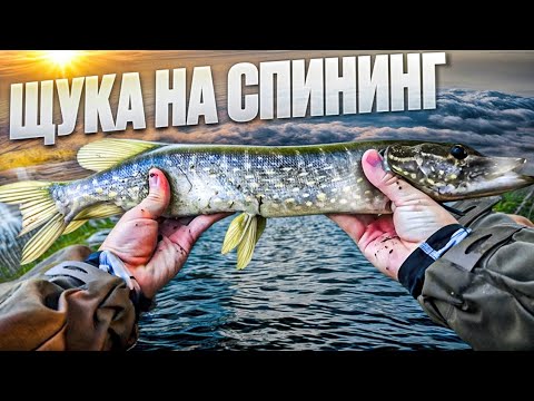 Видео: ⛔️ЩУКА НА СПИНИНГ || РЫБАЛКА В НОРВЕГИИ ||ВОБЛЕР | Walker || ЩУКА ОСЕНЬЮ || КАК ЛОВИТЬ ЩУКУ ОСЕНЬЮ 