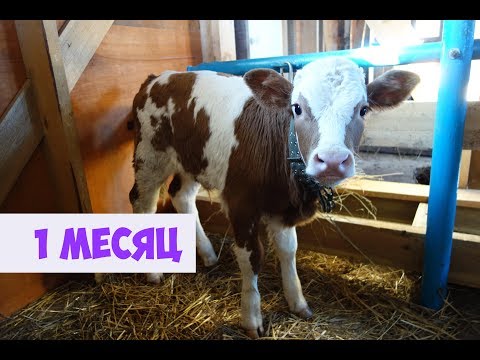 Видео: Бычки на зцм 3 сезон: 1 месяц