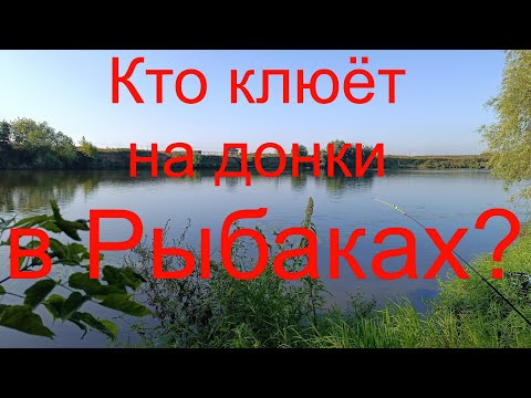 Видео: Кто клюёт на донки  в Рыбаках?  Москварека. р-н д. Рыбаки. 15.08.2024.