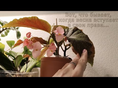Видео: Цветочный влог. Распаковка, новые растения и удобрения