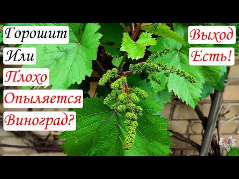 Видео: ГОРОШИТ или ПЛОХО ОПЫЛЯЕТСЯ Виноград? ВЫХОД ЕСТЬ – БОР!