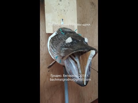 Видео: Часть 4.  Изготовление щучьей головы. bachmatgrodno@gmail.com