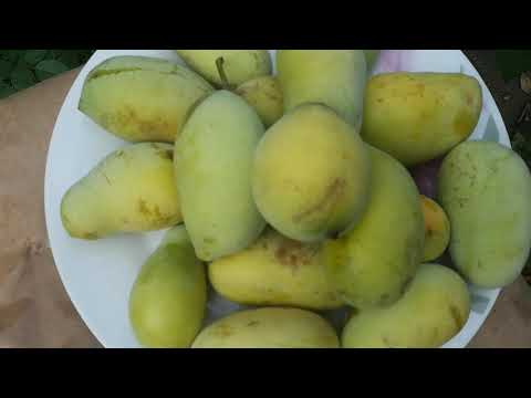 Видео: Азимина - маленький секрет большого урожая экзотической ароматной вкуснятины.