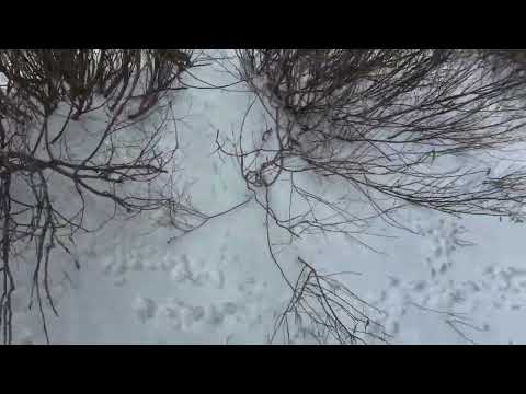 Видео: Охота на зайца с собаками. В Карагандинской области.Полное видео.