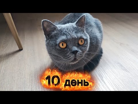Видео: Что делает кошка когда нас нет дома. 