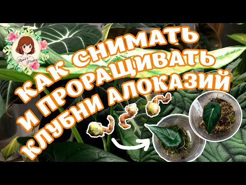 Видео: КАК СНИМАТЬ И ПРОРАЩИВАТЬ КЛУБНИ АЛОКАЗИЙ: САМЫЙ ХАЛТУРНЫЙ СПОСОБ #алоказия #alocasia #клубни