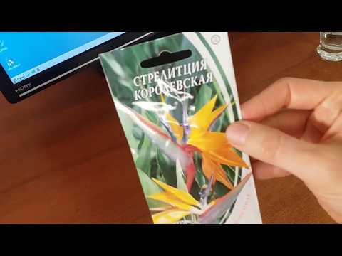 Видео: Cтрелиция из семян