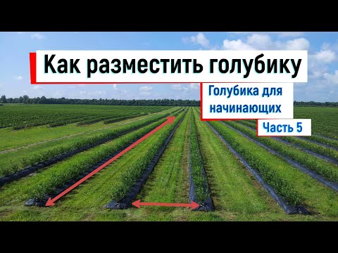 Видео: На каком расстоянии садить голубику // Голубика для начинающих. Часть 5