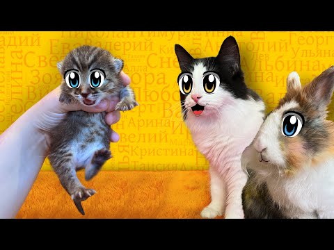 Видео: ПЕРВЫЕ ДНИ КОШЕЧКИ! ВЫБИРАЕМ ИМЯ для КИСЫ! СЕМЬЯ А НУ-КА ДАВАЙ-КА ПРЕДЛОЖИЛА РАЗНЫЕ ТИПЫ ИМЕН