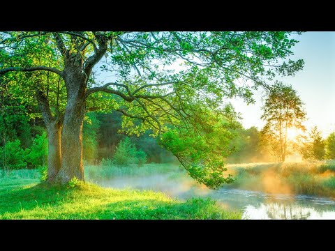 Видео: Музыка лечит сердце и сосуды🌿 Успокаивающая музыка восстанавливает нервную систему,расслабляющая #85