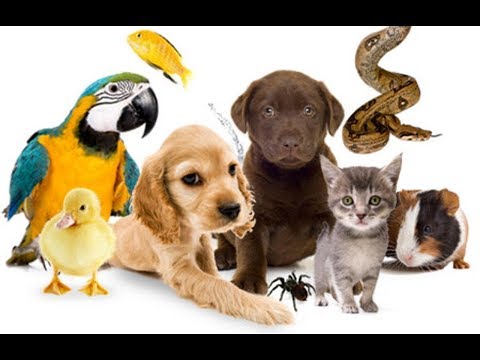 Видео: КАК ОТКРЫТЬ ЗООМАГАЗИН. Подробный разбор бизнес идеи.Очень доходный вид бизнеса.