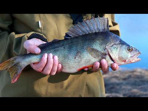 Видео: Окунь по-якутски на рожне