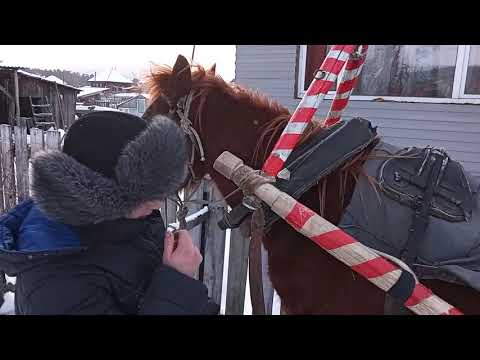 Видео: Запряжка лошади в сани